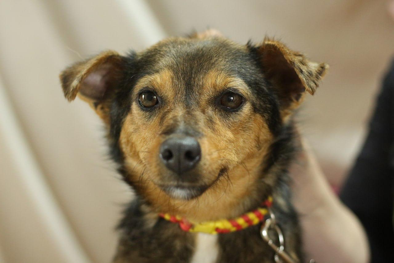 Chiens à adopter
